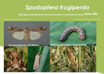 Ενημερωτική εκδήλωση για επικίνδυνο πρωτοεμφανιζόμενο εχθρό των καλλιεργειών