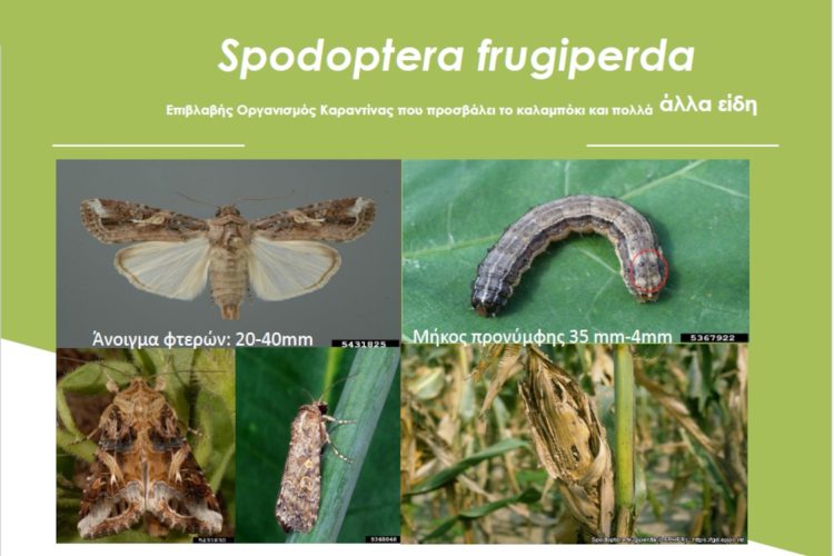 Ενημερωτική εκδήλωση για επικίνδυνο πρωτοεμφανιζόμενο εχθρό των καλλιεργειών