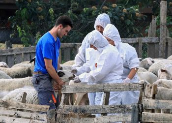 Απονομή τιμητικών πλακετών στους κτηνιάτρους για την προσφορά τους στη μάχη κατά της πανώλης των μηρυκαστικών