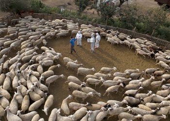 Απονομή τιμητικών πλακετών στους κτηνιάτρους για την προσφορά τους στη μάχη κατά της πανώλης των μηρυκαστικών