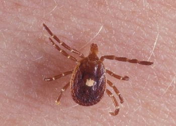 Πώς να καταλάβετε αν τα τσιμπούρια έχουν κάνει «φωλιά» το σπίτι σας