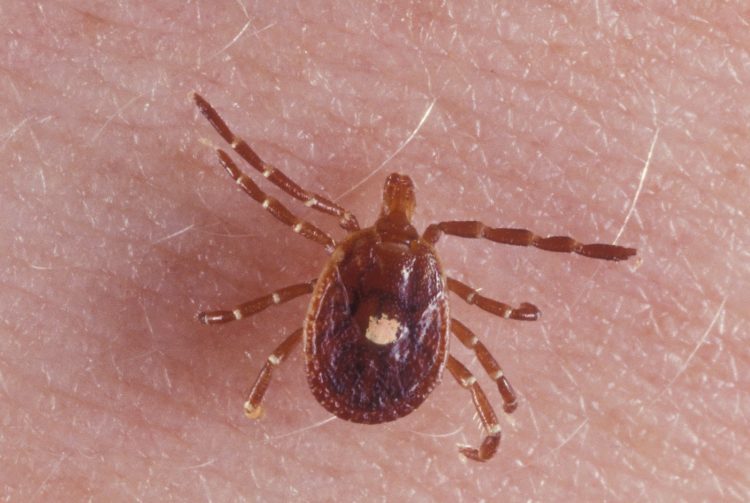 Πώς να καταλάβετε αν τα τσιμπούρια έχουν κάνει «φωλιά» το σπίτι σας