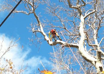 Παρέμβαση σωτηρίας του ιστορικού πλατάνου στο Λεοντίτο από τον Δήμο Αργιθέας