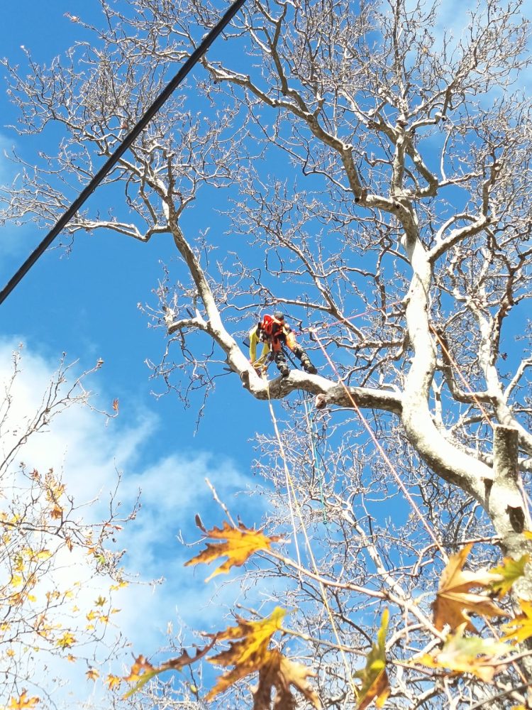 Παρέμβαση σωτηρίας του ιστορικού πλατάνου στο Λεοντίτο από τον Δήμο Αργιθέας