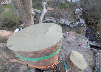 Ασπίδα προστασίας για τον πλάτανο του Λεοντίτου