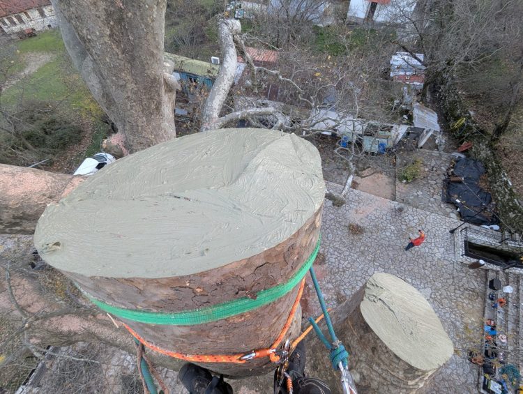 Ασπίδα προστασίας για τον πλάτανο του Λεοντίτου