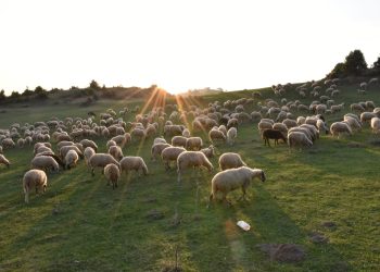 Σε σταυροδρόμι επιβίωσης η μετακινούμενη κτηνοτροφία: Η κλιματική κρίση απειλεί 1 δισεκατομμύριο ζώα σε όλο τον πλανήτη