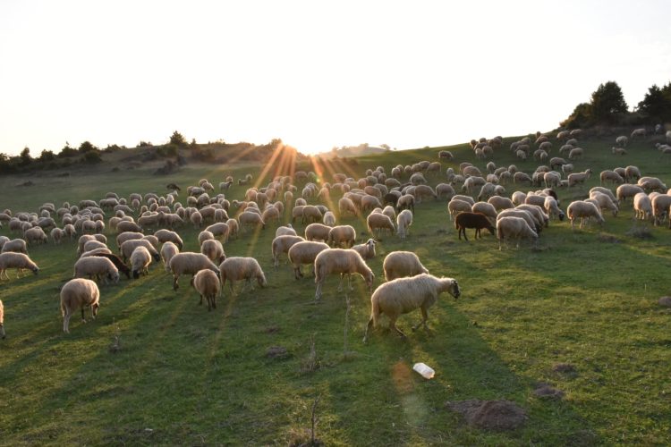 Σε σταυροδρόμι επιβίωσης η μετακινούμενη κτηνοτροφία: Η κλιματική κρίση απειλεί 1 δισεκατομμύριο ζώα σε όλο τον πλανήτη