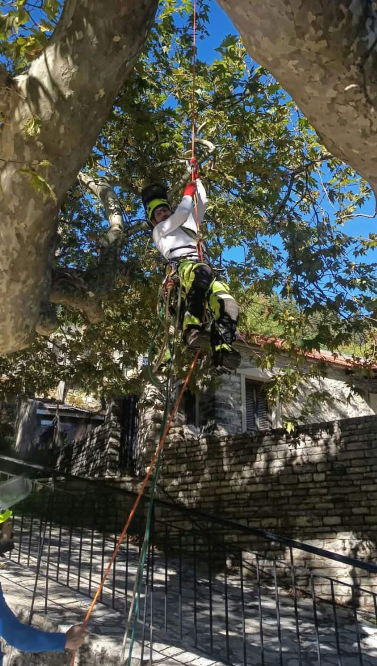 Νέα παρέμβαση του Δήμου Αργιθέας για την προστασία του ιστορικού πλατάνου Λεοντίτου